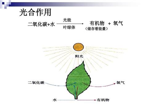 光合作用|光合作用